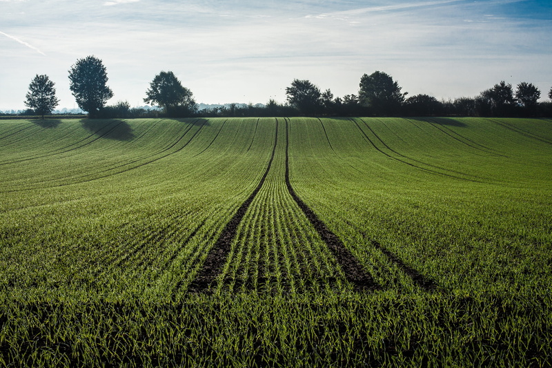 growth, crop, no people, land, grass, day, cereals, getreideanbau, tranquil scene, wheat field, agricultural economics, cloud - sky, wheat, sky, agriculture