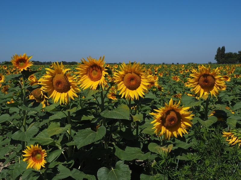 yellow, flower head, cultivation, sky, 4K, landscape, vulnerability, sun flower, flowerbed, herbaceous plant, helianthus annuus, growth, flower, crop