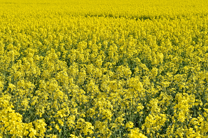 oilseed rape, freshness, rural, nature, abundance, scenics - nature, field of rapeseeds, flower, rare plant, beauty in nature, tranquil scene, food, green
