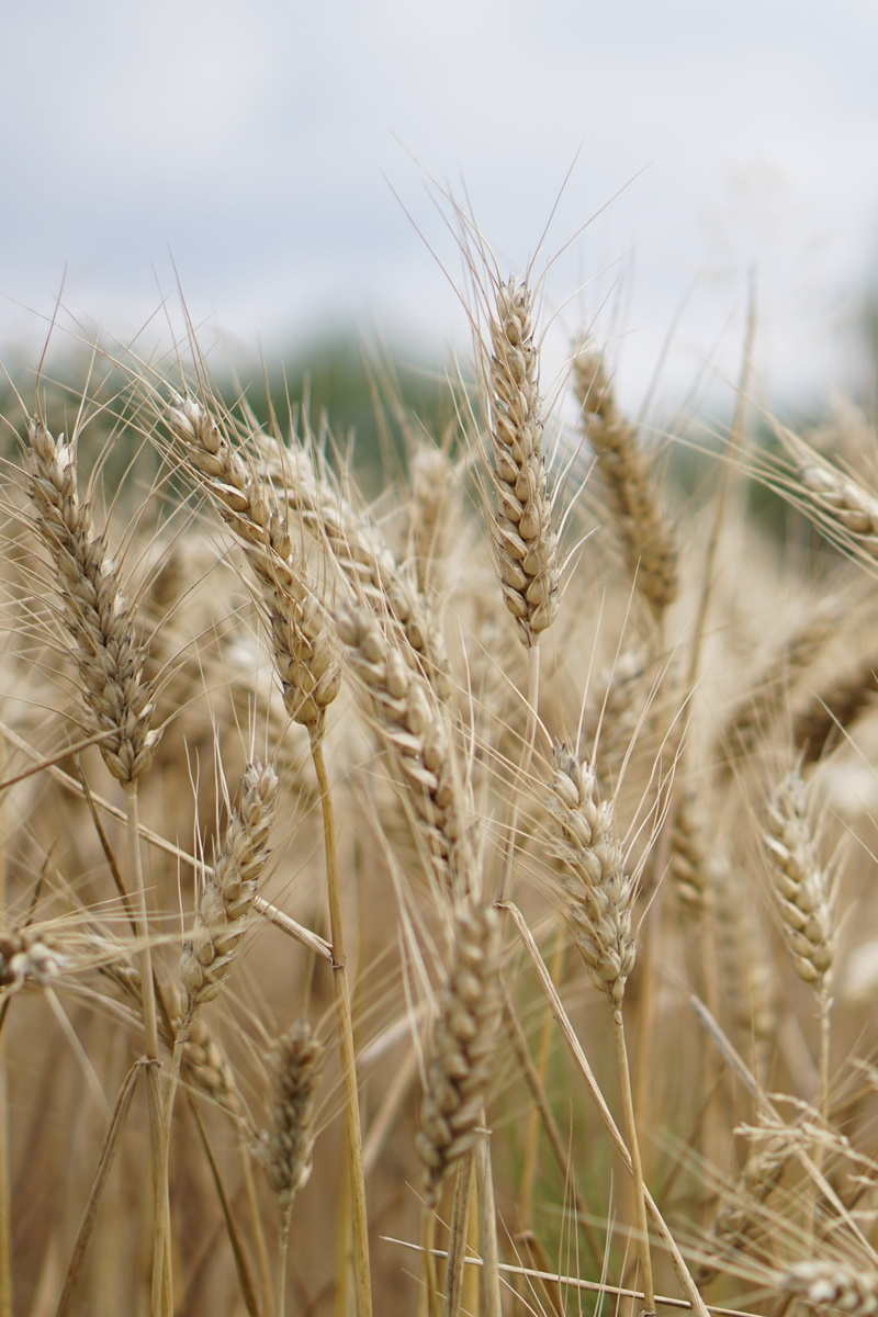 summer, focus on foreground, harvest, cereal plant, panorama, cereals, tranquility, plant, farm, outdoors, landscape, ear of wheat, arable, rural, day