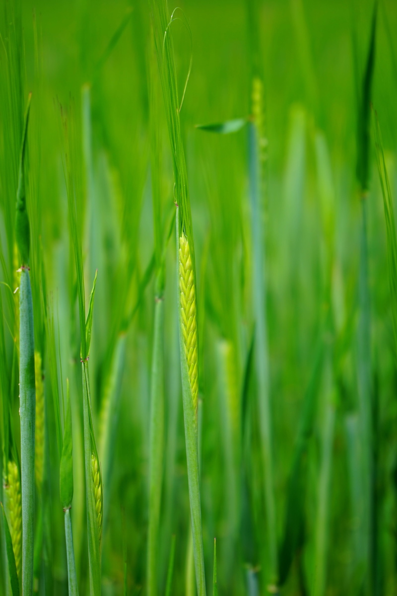 farm, backgrounds, licorice, beauty in nature, young, triticum, ear of corn, food, day, agriculture, wheat field, agricultural economics, nature, wheat