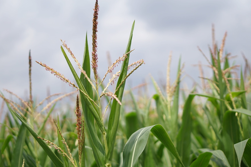 ecology, fields, green color, feed, outdoors, cornfield, the agricultural industry, bio, land, harvest time, harvest, germany, eco, tranquility, gentle