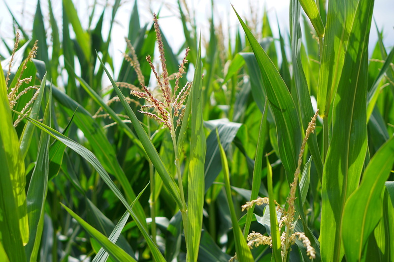 agricultural, bauer, Cornfield, cereals, gentle, rural, seed, corn cultivation, leaves, harvest, ecology, season, wheat, day, summer, field, close-up, land