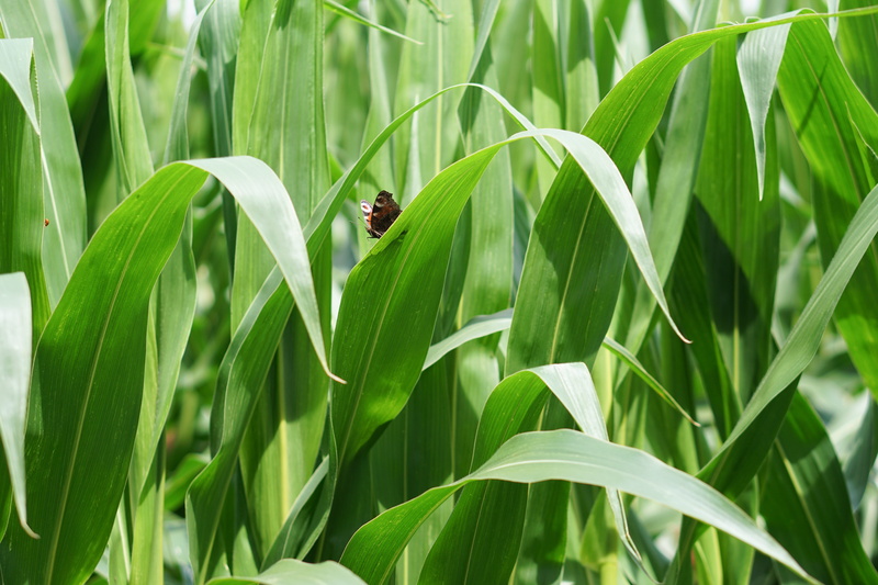 butterfly, background, no people, agricultural, corn, arable, animal wildlife, eco, plant part, beautiful, bio, animal, leaf, harvest time, field, agricultural economics