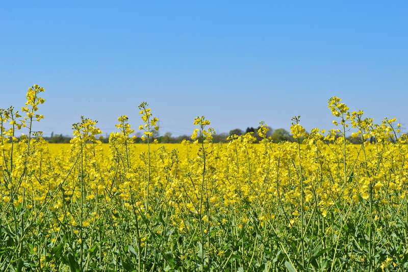 rape blossom, cultivation, clear sky, agriculture, rural, agricultural economics, bloom, food, land, flowering plant, environment, 5K, landscape, scenics - nature