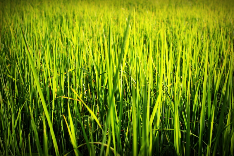 outdoors, brown, hay, grain, culture, grass, freshness, food, asian, earth, close, land, growth, nature, leaves, detail, countryside, rural scene, agriculture