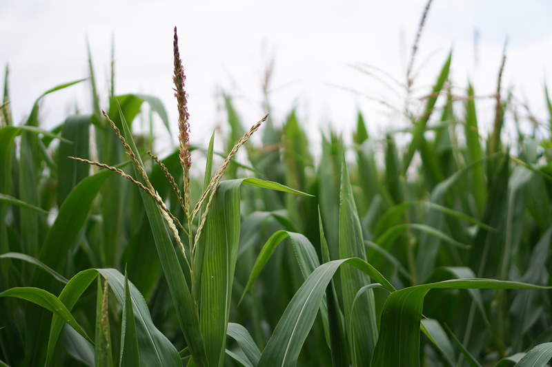 earth, land, rural, focus on foreground, agricultural, eco, germany, background, cornfield, cereals, beauty in nature, ecology, landscape, the agricultural industry