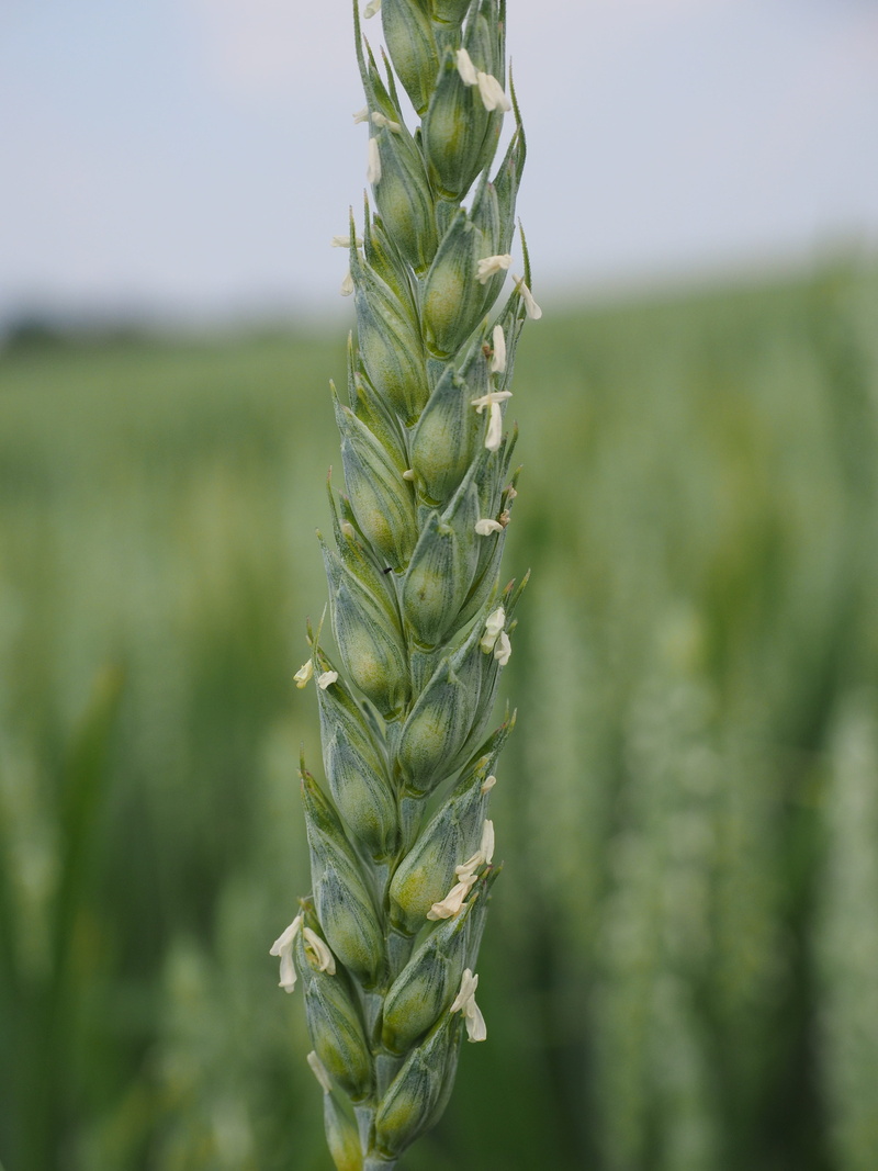farm, agriculture, wheat spike, poaceae, cereal plant, field, ear, day, food, close-up, green, rural scene, plantation, focus on foreground, getreideanbau