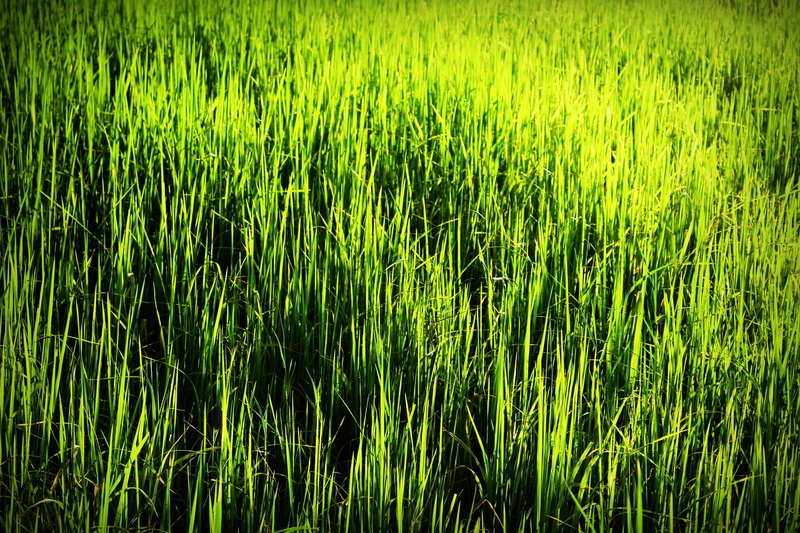 earth, crop, rural scene, grain, field, cereal, grow, hay, food, day, country, land, nature, detail, dry, no people, plant, golden, harvest, cultivate