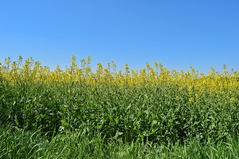 field, tranquility, sky, cultivation, no people, oilseed rape, spring, day, rare plant, rural scene, yellow, bright, land, agricultural economics, growth