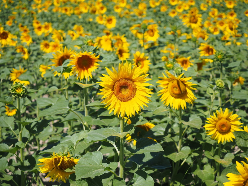 freshness, beautiful, fragility, flowerbed, flower head, nature, day, pollen, springtime, flowering plant, herbaceous plant, sunflower field, vulnerability