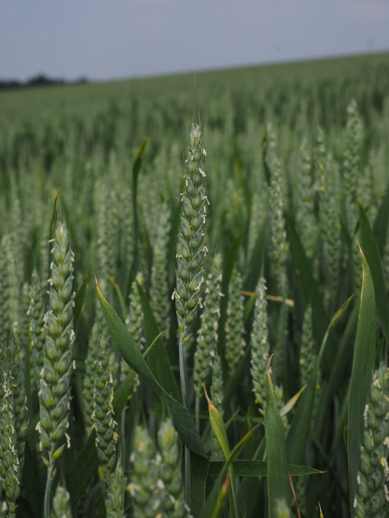 Wheat Field, environment, field, summer, grain, crop, 4K, land, growth, agricultural economics, Spike, day, cultivated land, farm, licorice, rural scene