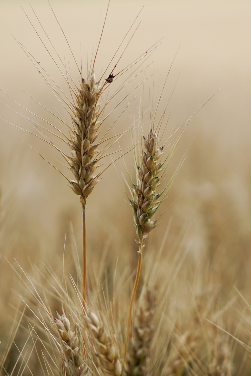 agriculture, growing area, fields, arable, spike, beauty in nature, summer, rural, cultivation, food, day, land, harvest, panorama, close-up, no people