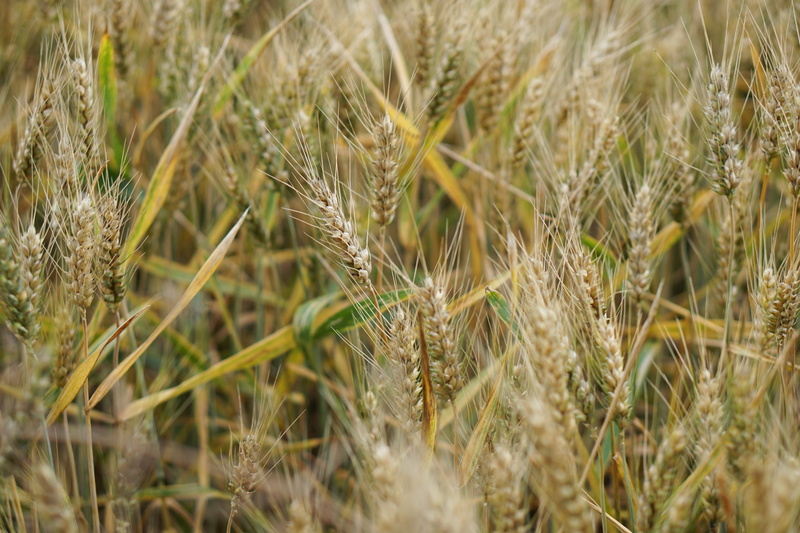 germany, Cultivation, farm, field, rural, summer, wheat, green, nature, cereal plant, wheat cultivation, rye - grain, arable, gold, full frame, bauer, fields