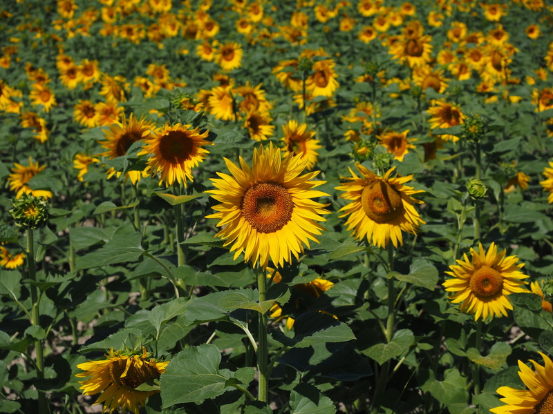 flowering plant, outdoors, beauty in nature, herbaceous plant, crop, beautiful, nature, growth, coneflower, Field, 4K, sunny, field economics, bloom, flowerbed