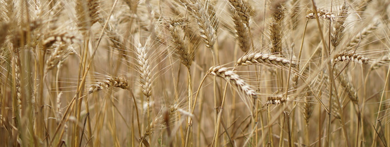 day, rural, fields, agricultural, summer, rye - grain, feed, harvest, backgrounds, wheat, nature, background, plantation, ecology, ear of wheat, panorama