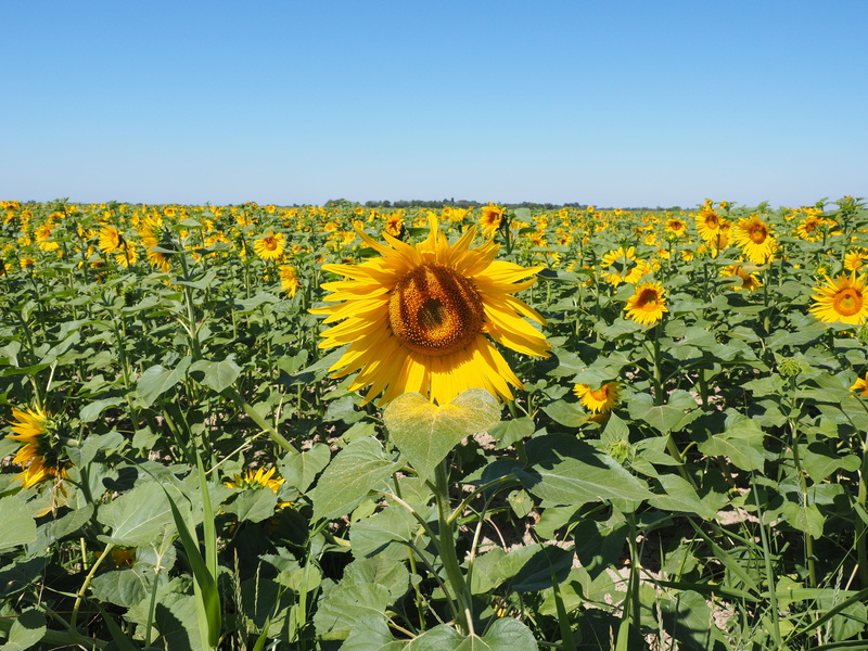 petal, yellow, flower head, beautiful, outdoors, 4K, flowering plant, land, bloom, fragility, freshness, vulnerability, sunflower field, landscape, helianthus annuus