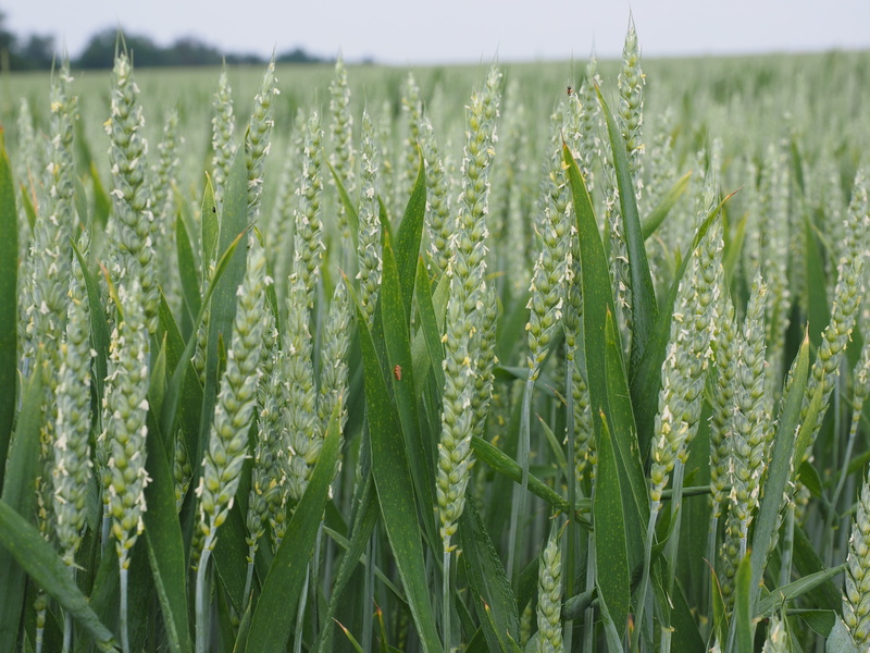 cereal plant, triticum aestivum, landscape, summer, getreideanbau, agricultural economics, farm, spike, cereals, wheat field, 4K, blade of grass, licorice