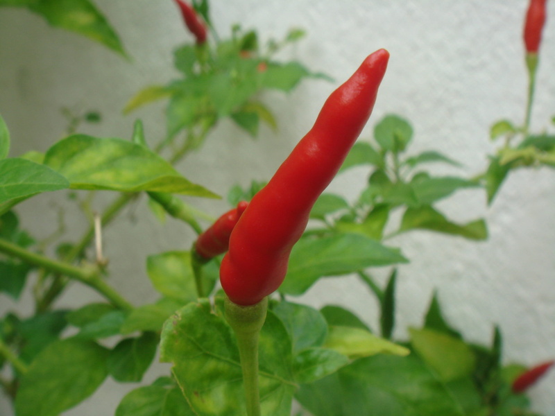 chilli, natural, pepper, serrano, heat, Plant, growth, freshness, close-up, food, leaf, grown, Pepper, spicy, seasoning, healthy, organic, chili, Small