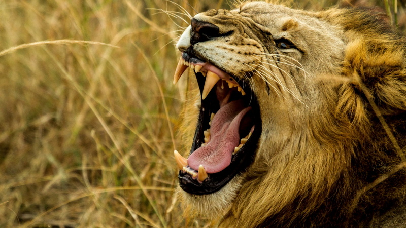 undomesticated cat, mouth, yawning, roaring, mammal, snarling, animal wildlife, aggression, animals, swine, lion - feline, animal head, warthog, animal body part