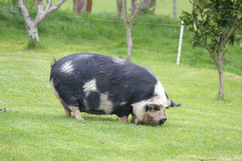 farm, nature, mammal, plant, black color, domestic animals, green color, animal, day, vertebrate, field, animal themes, one animal, fat, land, grass, nz