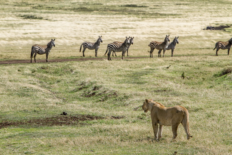 herd, animal, cheetah, lioness, looking, animal themes, grass, landscape, land, safari, animals in the wild, outdoor, daytime, hunting, brown, field, herbivorous
