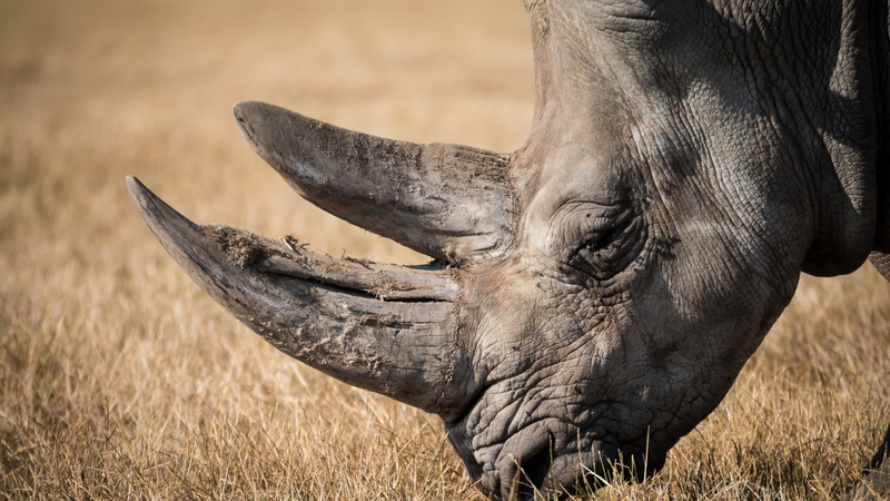 close-up, park, wild, no people, outdoors, animal, wildlife, animal themes, nature, day, vertebrate, herbivorous, warthog, field, swine, animal body part