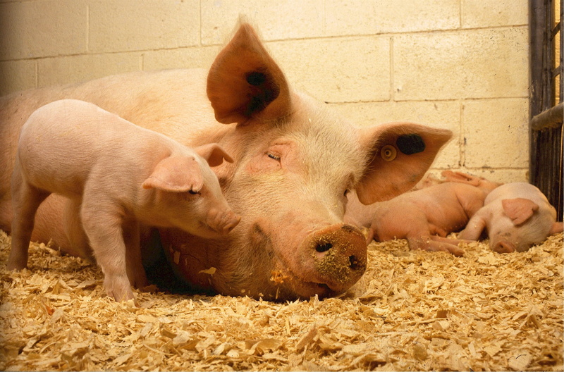 vertebrate, hog, domestic animals, piggy, piglet, day, farming, nature, livestock, rural, indoors, animal, pork, pigs, food, animal pen, animal themes
