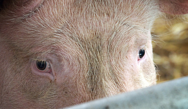 farming, gaze, eye, 4K, barn, look, one animal, animal wildlife, pig, animal eye, vertebrate, herbivorous, sausage, husbandry, omnivorous, bacon, animal body part