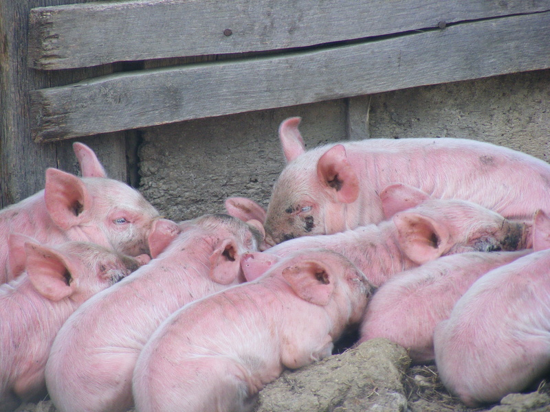 feeding, farming, vertebrate, meat, animal family, outdoors, day, farm, group of animals, swine, Pigs, pink color, Mammal, Pork, pink, animal, Livestock