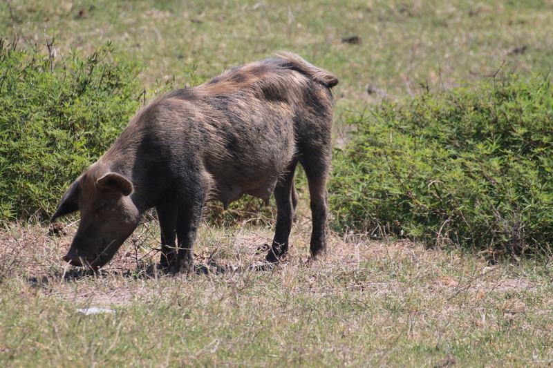 plant, herbivorous, pig home, day, pasture, domestic animals, wild boar, animals in the wild, mammal, animal themes, no people, livestock, agriculture