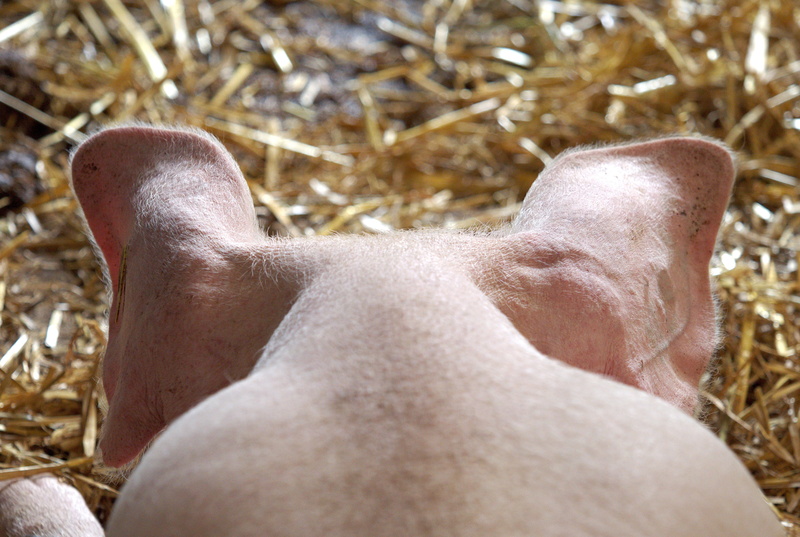 stable, finger, listening, one person, pork, real people, ears, human skin, head, listen, organic, lifestyles, swine, waiting, human body part, nature