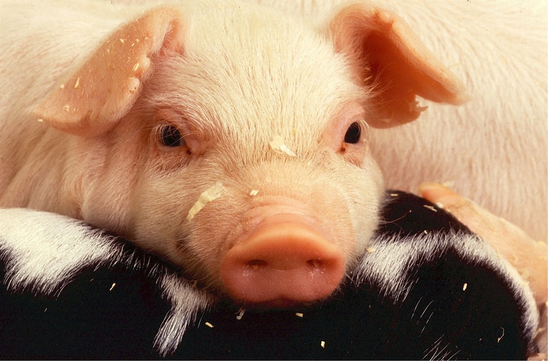 pets, pink, animal head, livestock, domestic animals, young animal, meat, 1080P, animal nose, mammal, one animal, hog, snot, swine, animal, rural, smile