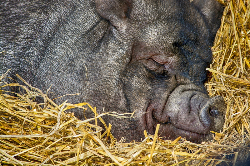 black, outdoors, animal themes, farming, straw, livestock, piglet, animal, animal wildlife, vertebrate, plant, day, sleeping, mammal, close-up, farm, brown