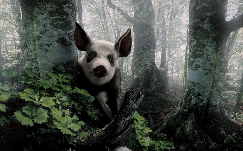woods, swine, nature, 1080P, pig, trees, landscapes, forest