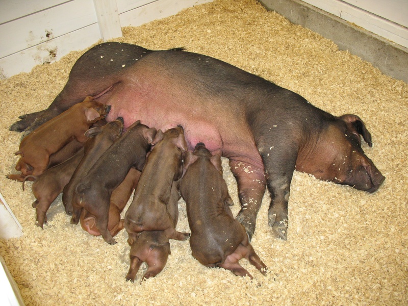 high angle view, pork, piggy, group of animals, domestic, livestock, day, agriculture, animal themes, nature, mammal, barn, farm, vertebrate, 2K, little