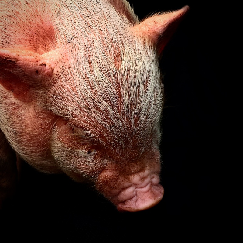 one animal, animal, pig, domestic animals, animal head, pets, no people, mammal, small, indoors, cute, studio shot, snout, young animal, whisker, swine