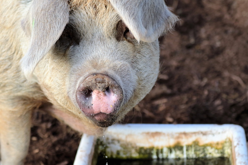 no people, close-up, farming, mammal, animal body part, pig-farm, day, porker, animal nose, domestic animals, agriculture, agricultural, domestic, animal mouth