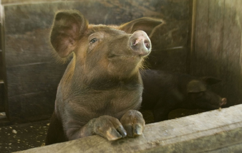 two animals, head, brown, livestock, domestic, animal family, nose, animal wildlife, emotion, vertebrate, snout, looking, face, lion - feline, pork, animal