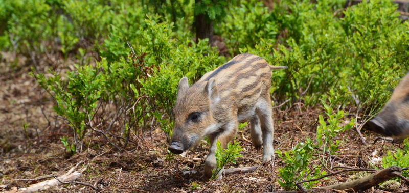 one, focus on foreground, wild, cub, vertebrate, 5K, nature, no people, land, outdoors, pig, wild Boar, day, forest, the critters, hog wild, mammal, tree