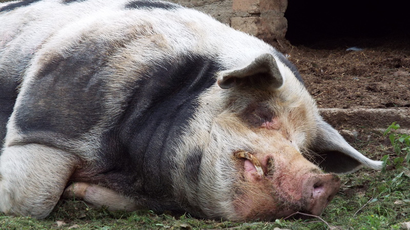 pets, domestic pig, animal themes, animal head, one animal, resting, pigsty, animal family, domestic, animal wildlife, 4K, domestic animals, farm animal