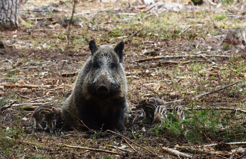 the boar, cute, Wild Boar, outdoors, Swine, plant, Sow, the critters, snout, nature, forest, piglet, brood, bear, land, no people, animals in the wild