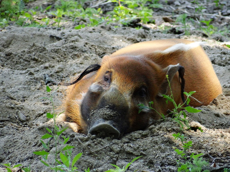 one animal, solid, wild Boar, africa, field, porcus, Pig Family, pig, resting, cute, land, swine, relaxation, hog, animals In The Wild, animal wildlife