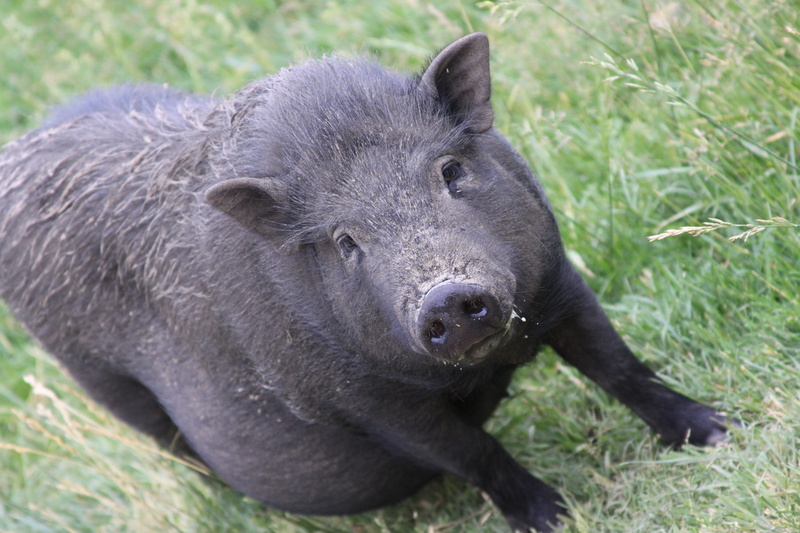 mammal, no people, animals in the wild, close-up, farming, Swine, Livestock, land, grass, day, pork, Pig, herbivorous, nature, boar, animal wildlife, one animal