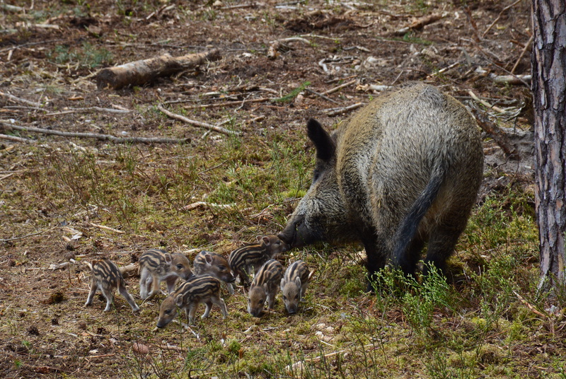 Hog Wild, tree, livestock, Sow, nature, group of animals, animals in the wild, Wild Boar, the bristles, brood, 4K, striped, animal wildlife, field, pig
