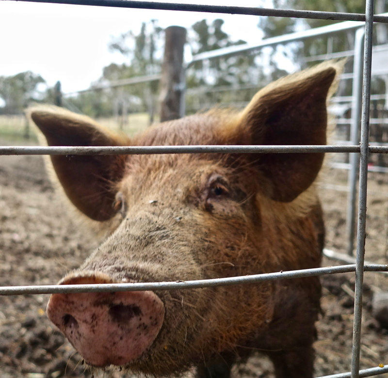 porker, focus on foreground, hog, pork, close-up, day, barrier, happy, pig, vertebrate, outdoors, pets, no people, boar, animal, 2K, fence, herbivorous