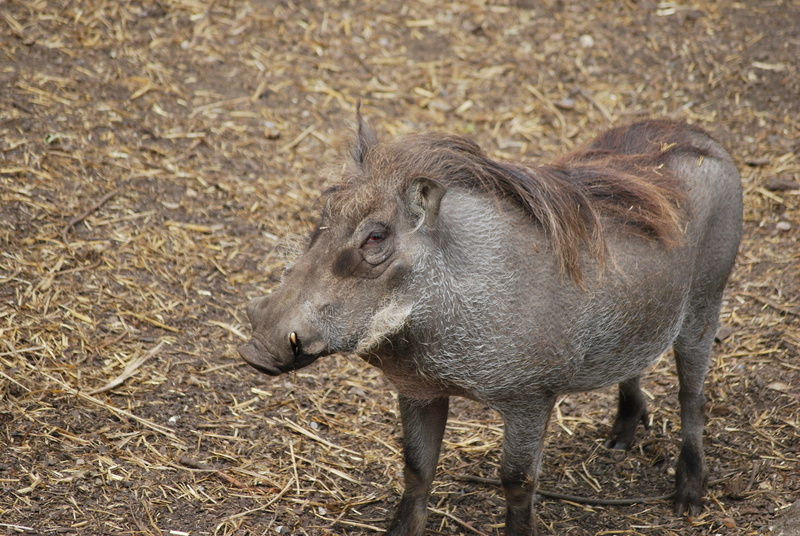 hog, 4K, hardy, Wildlife, herbivorous, animal, no people, pig, outdoors, Mammal, dangerous, tusk, domestic animals, vertebrate, focus on foreground, animal themes