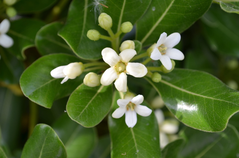 green color, bouquet, fragility, growth, petal, no people, freshness, white, beauty in nature, flowers, outdoors, leaf, jasmine, spring, 4K, day, flower