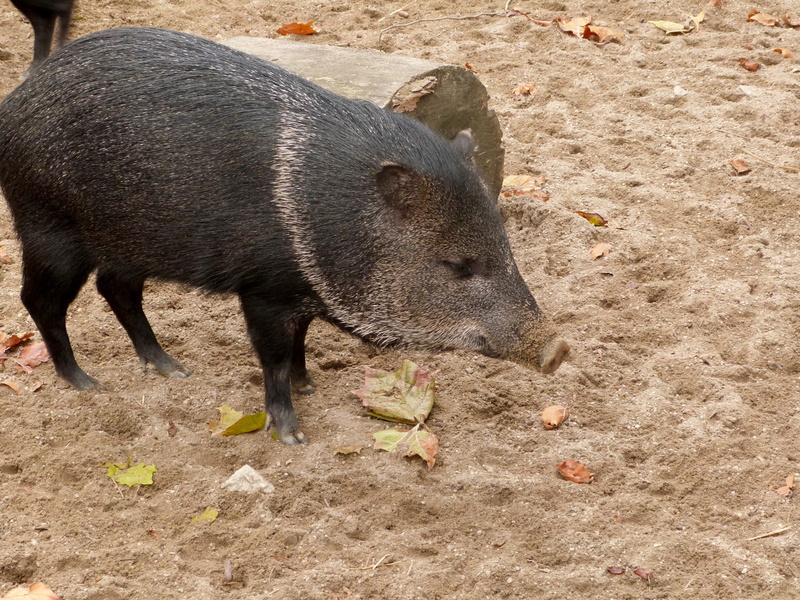 piggy, vertebrate, animal themes, nature, land, country, agriculture, swine, animals In The Wild, rural, no people, mud, piglet, domestic Pig, Zoo, field