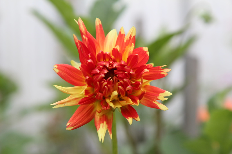 flower, nature, flower head, flowering plant, pollen, red, 5K, dahlia, beauty in nature, close-up, dahlia-orange, outdoors, petal, day, flowering dahlia